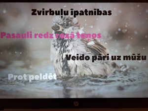 Pasaules zvirbuļu diena grupās “Bitīte” un “Gliemezītis”